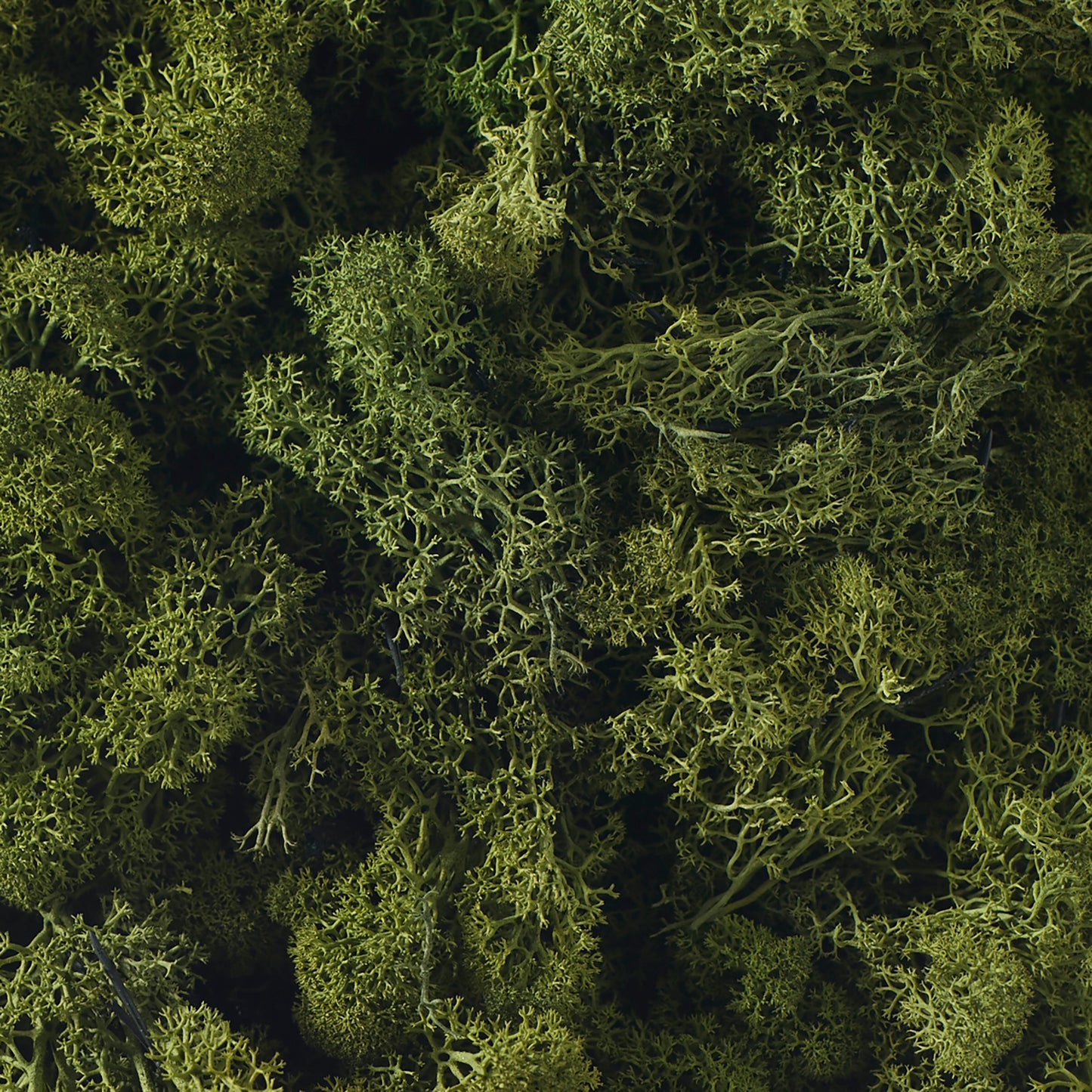 Reindeer Moss