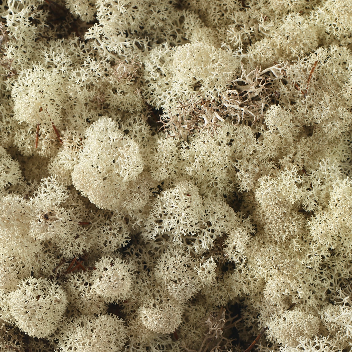Reindeer Moss