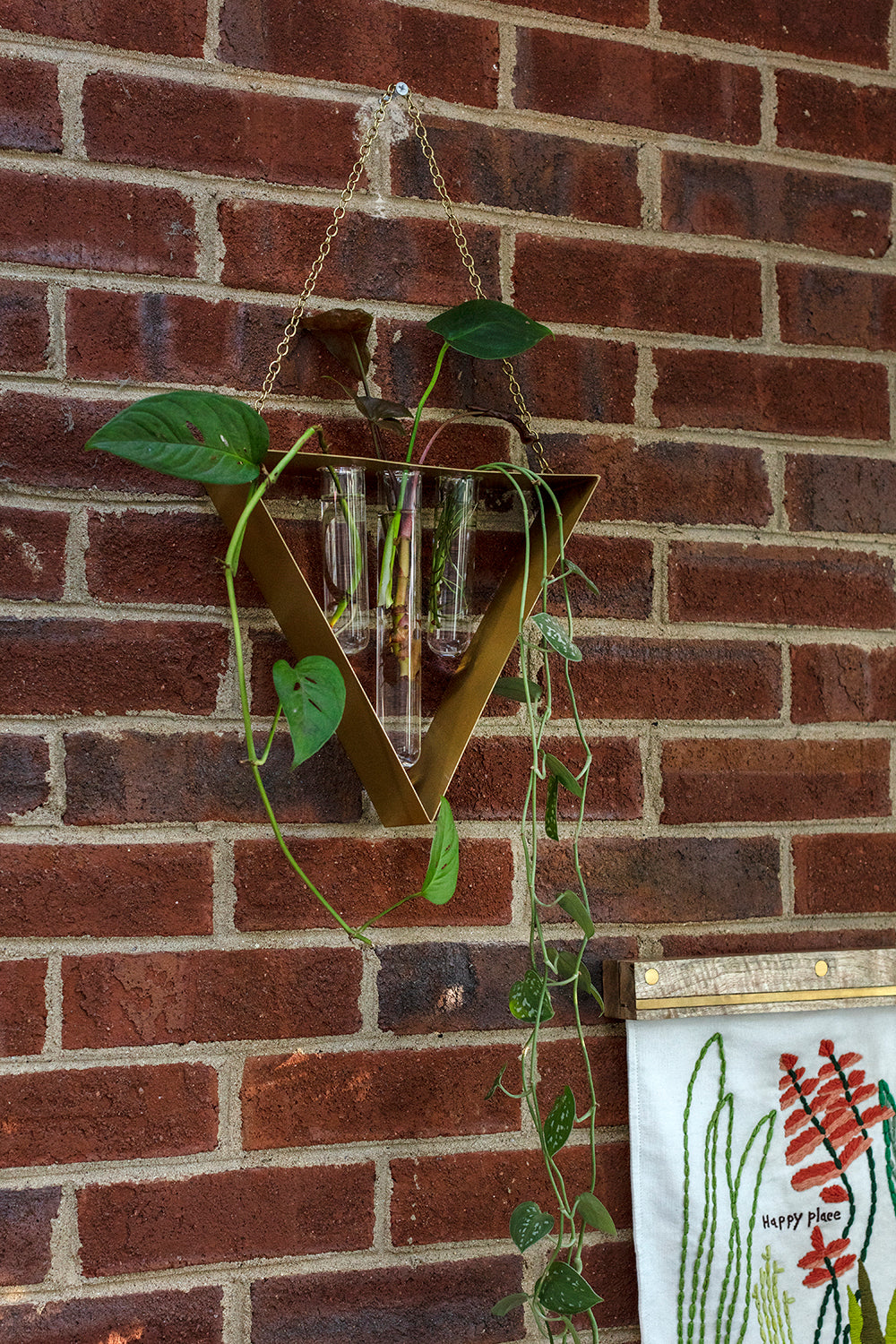 Tawny Hanging Propagation