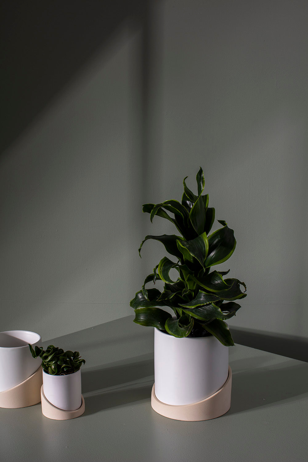 Brisbane Pot