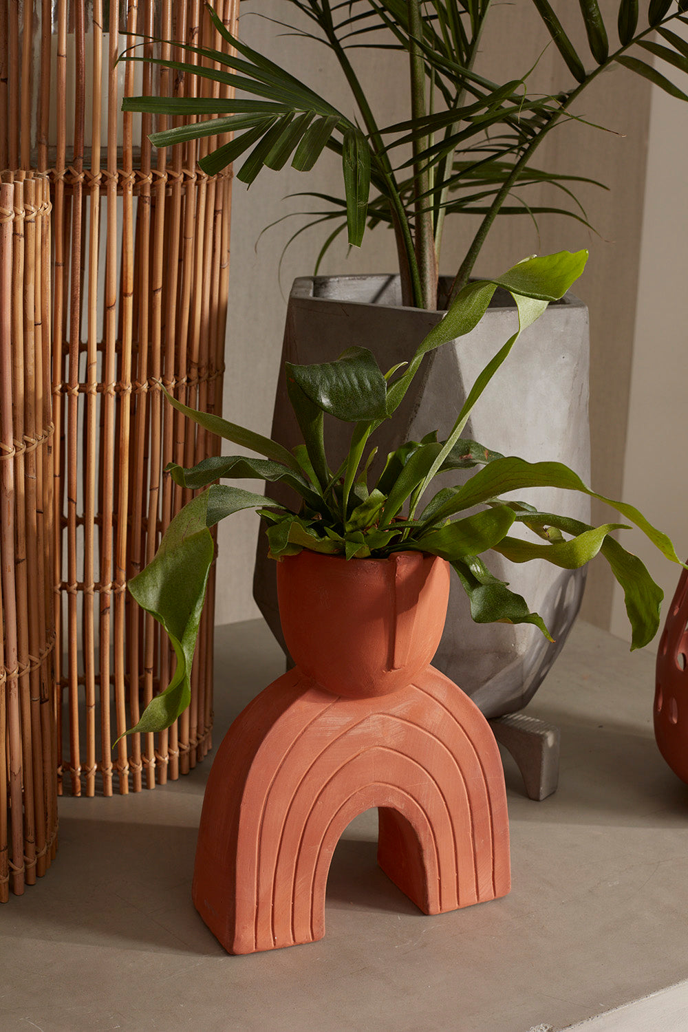 Jacinto Planter
