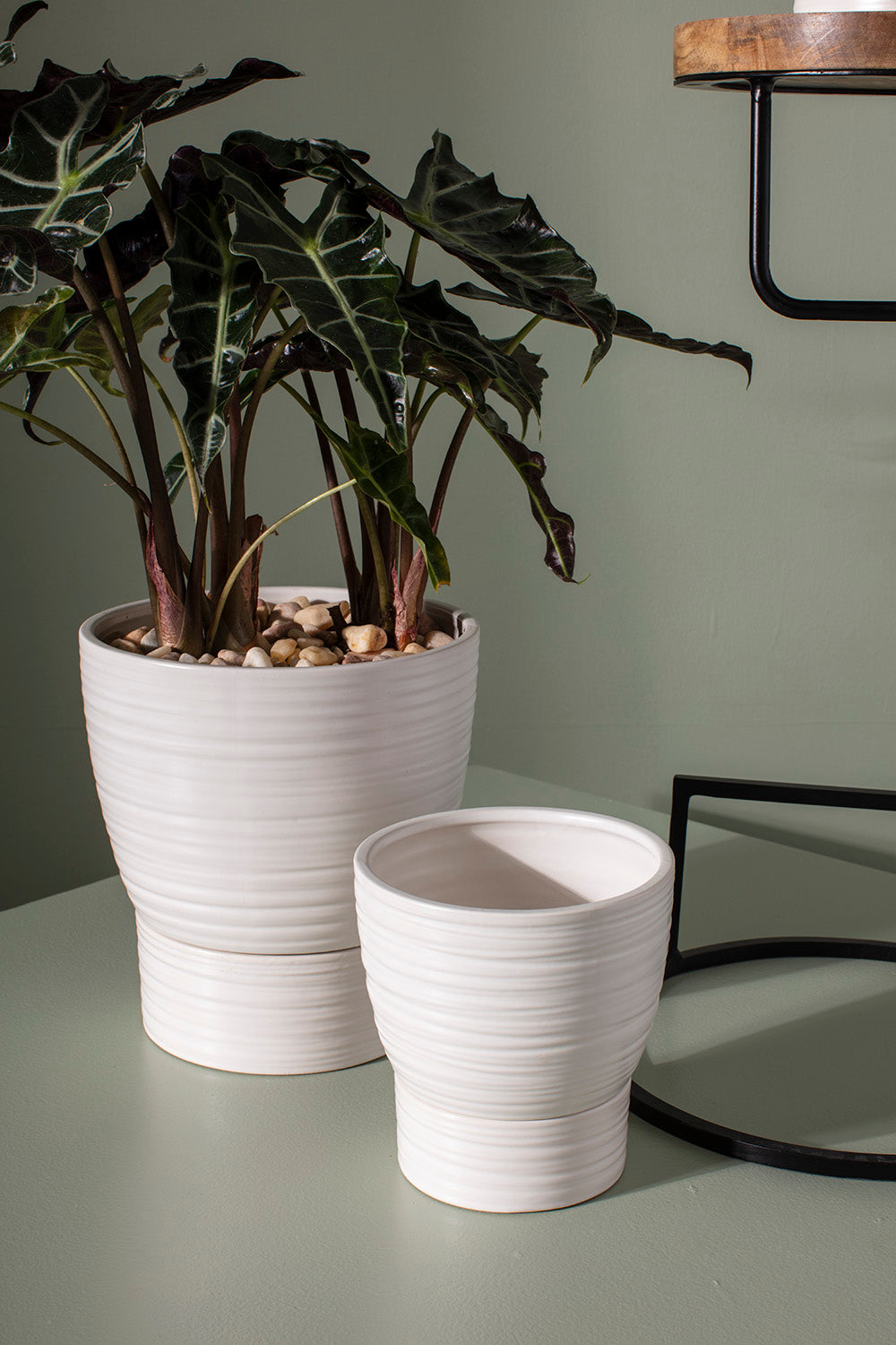 Olin Collection
