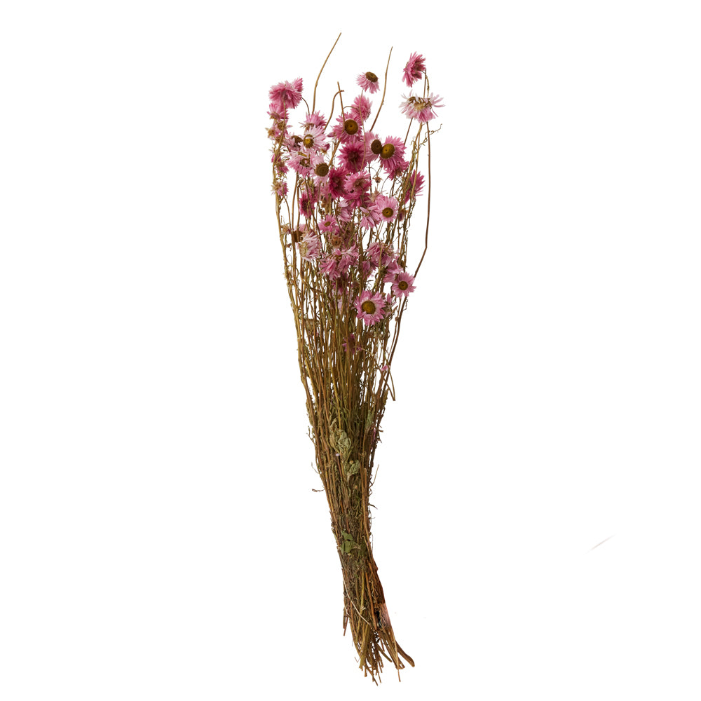 Dried Acroclinium