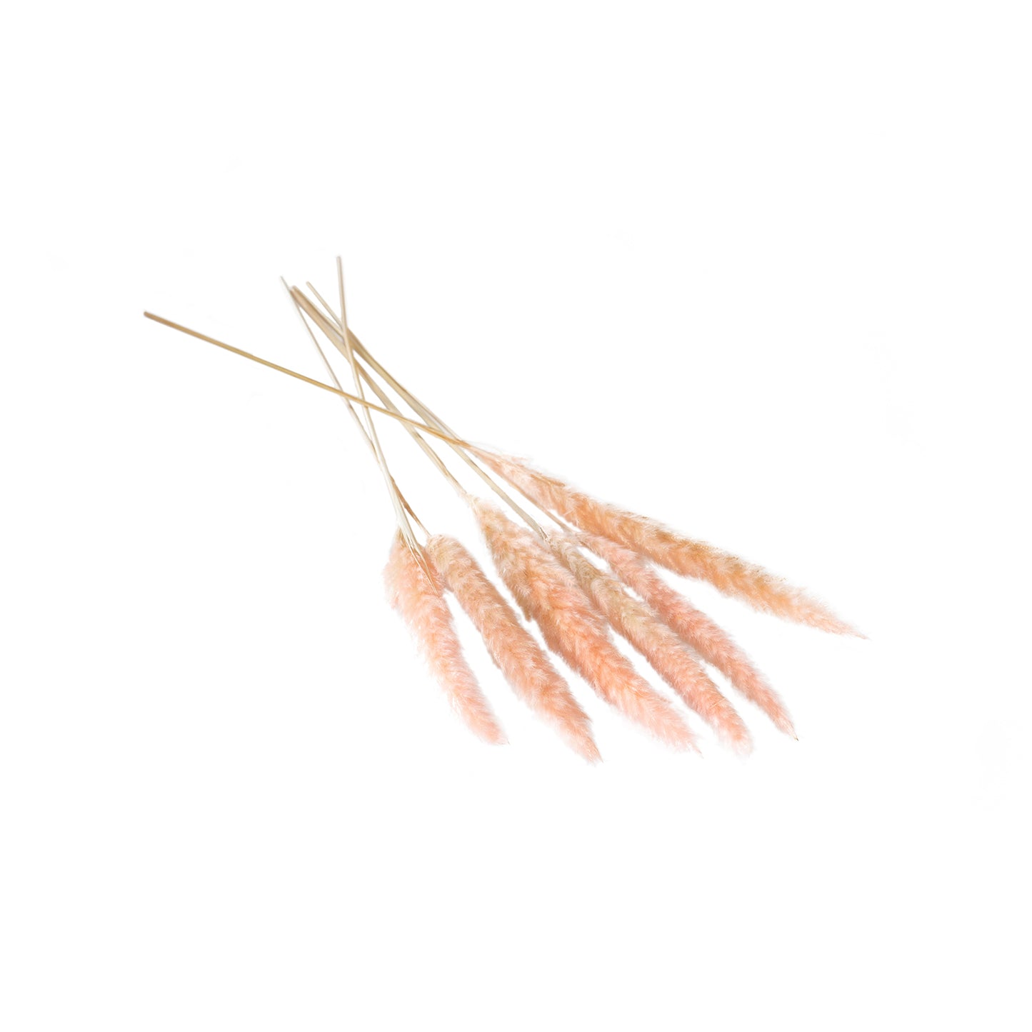 Slim Dried Pampas Grass