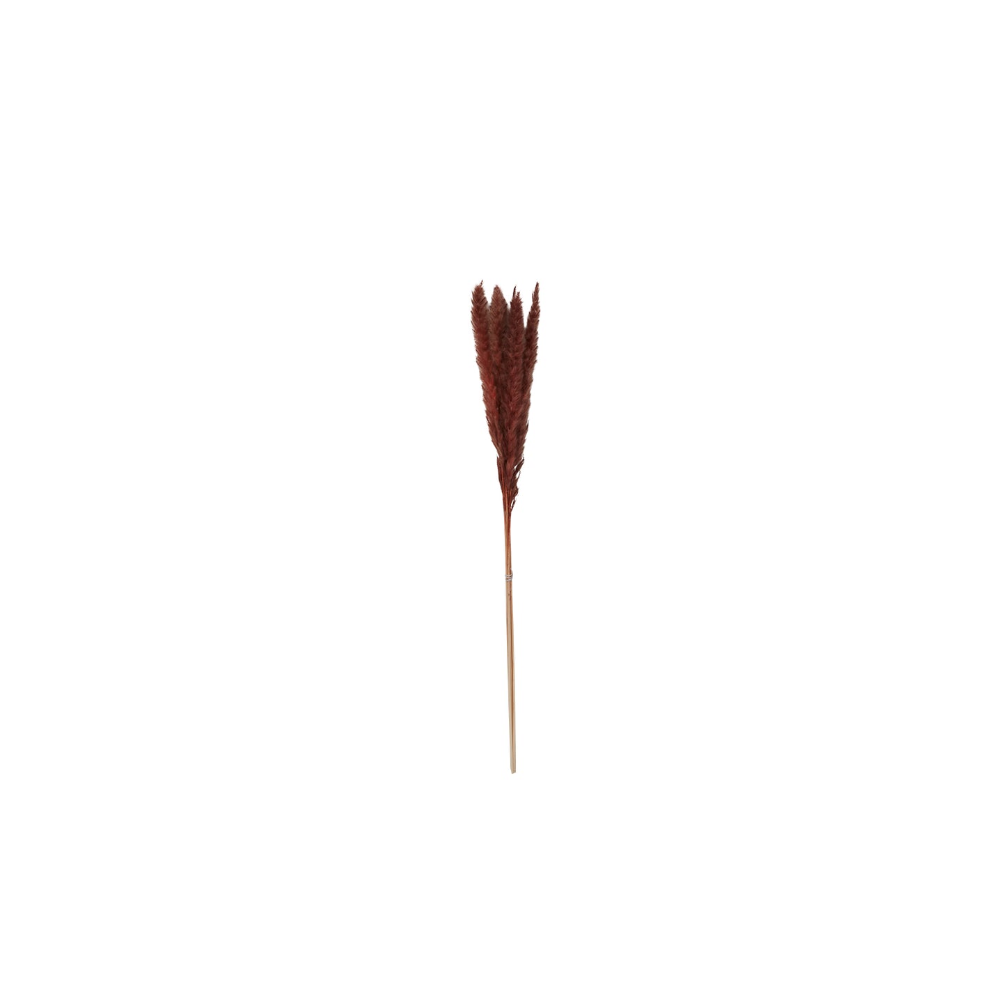 Slim Dried Pampas Grass