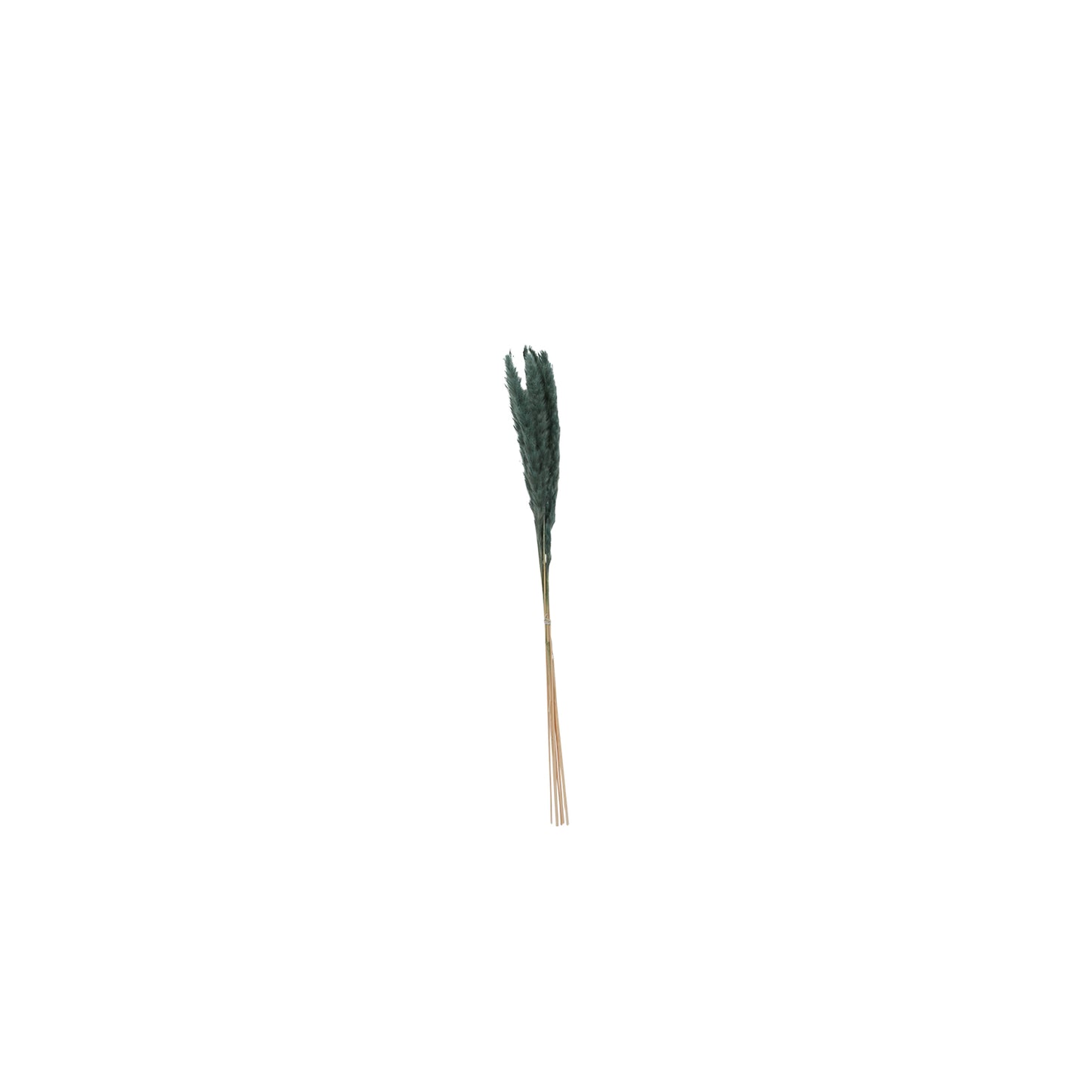 Slim Dried Pampas Grass