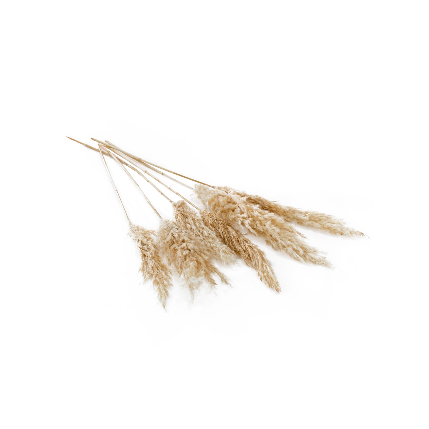 Fluffy Dried Pampas Grass