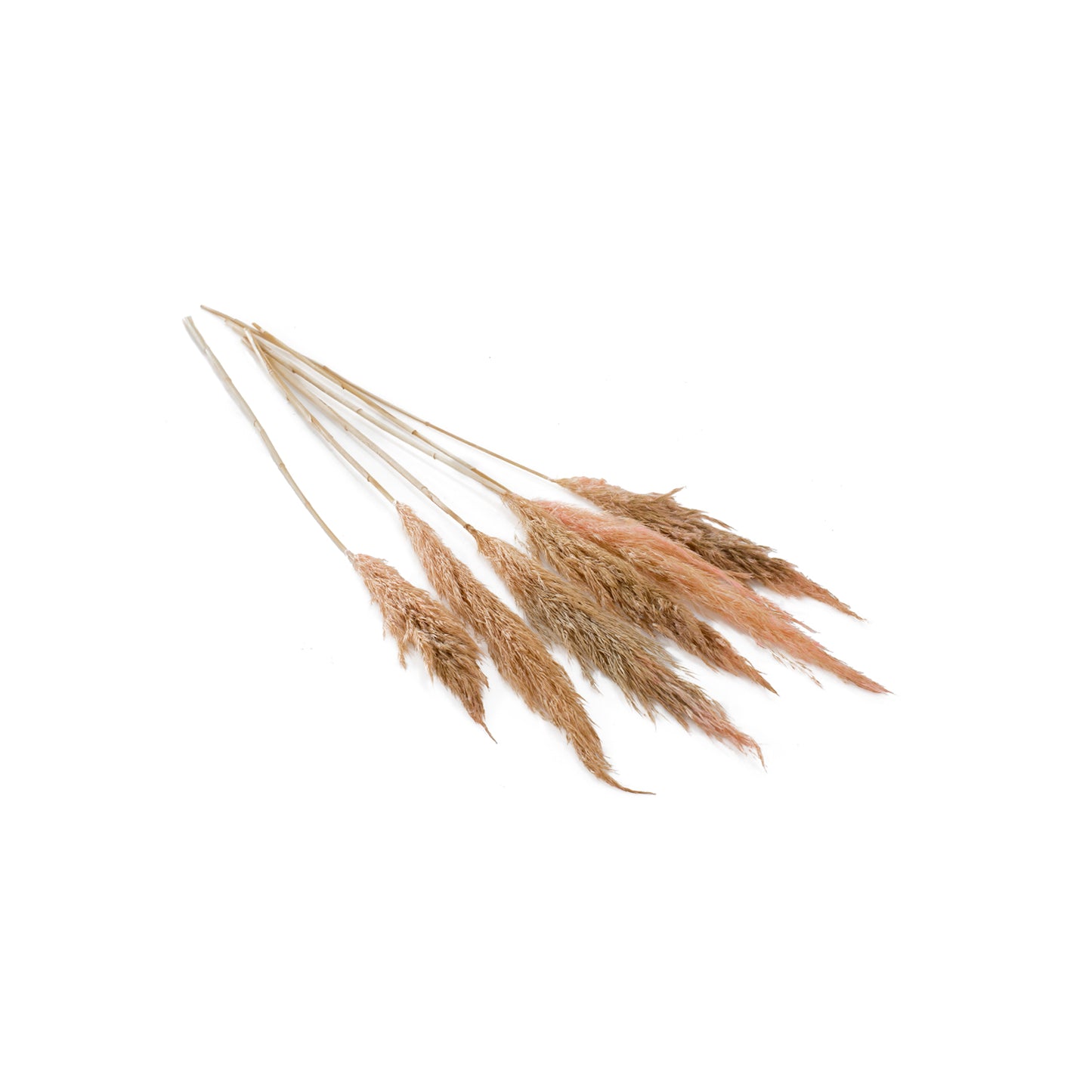 Fluffy Dried Pampas Grass