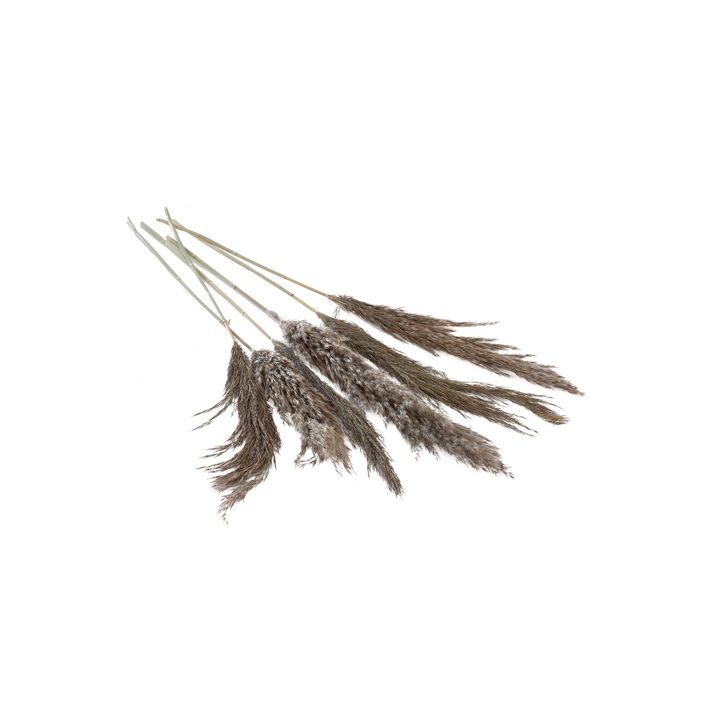 Fluffy Dried Pampas Grass