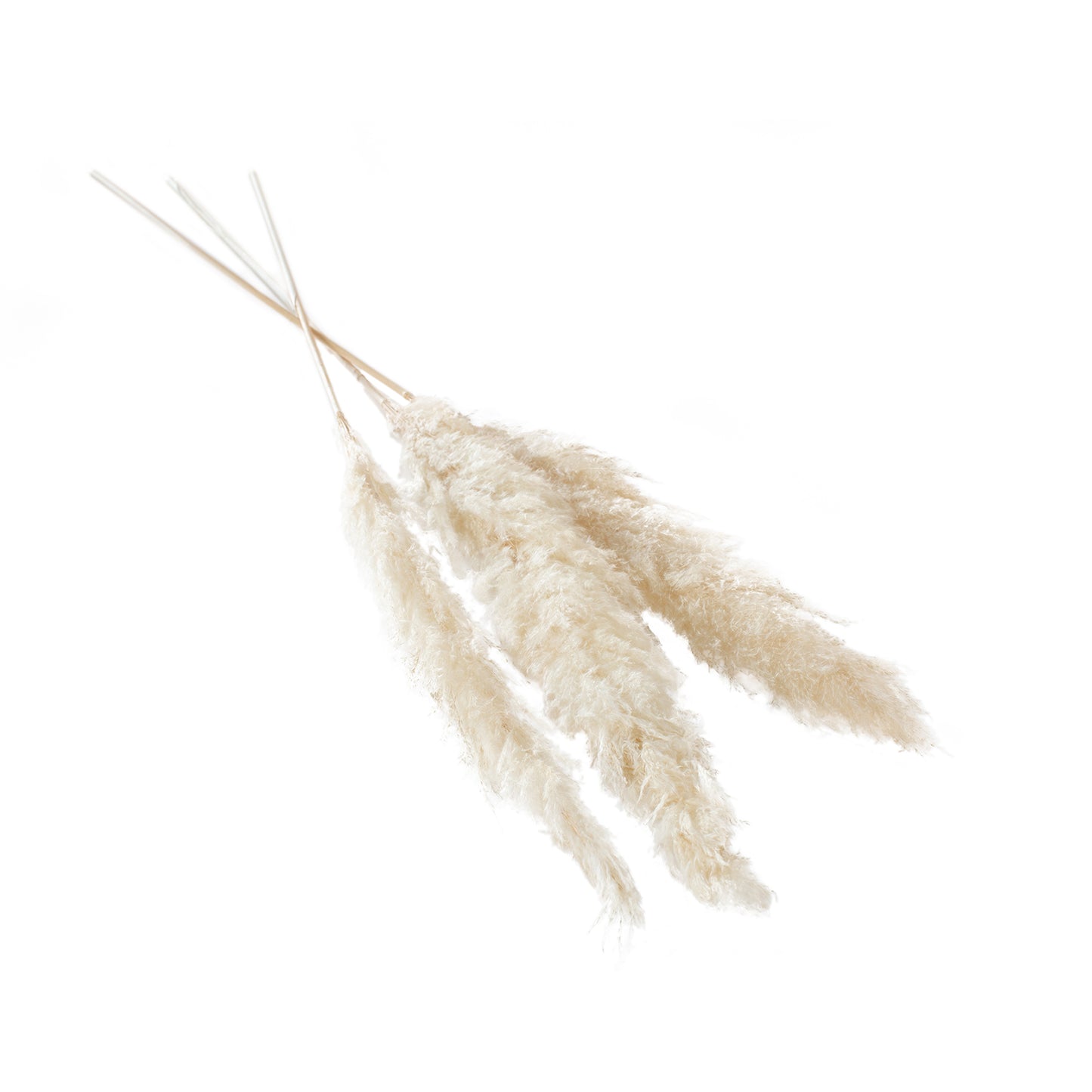 Fluffy Dried Pampas Grass