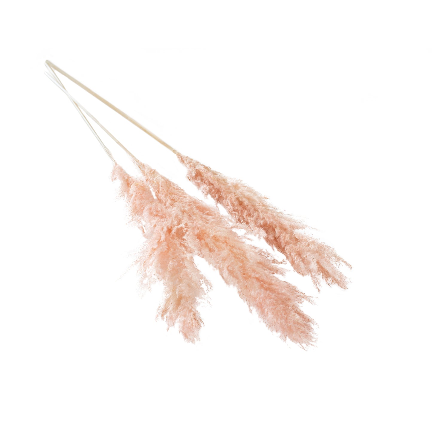 Fluffy Dried Pampas Grass
