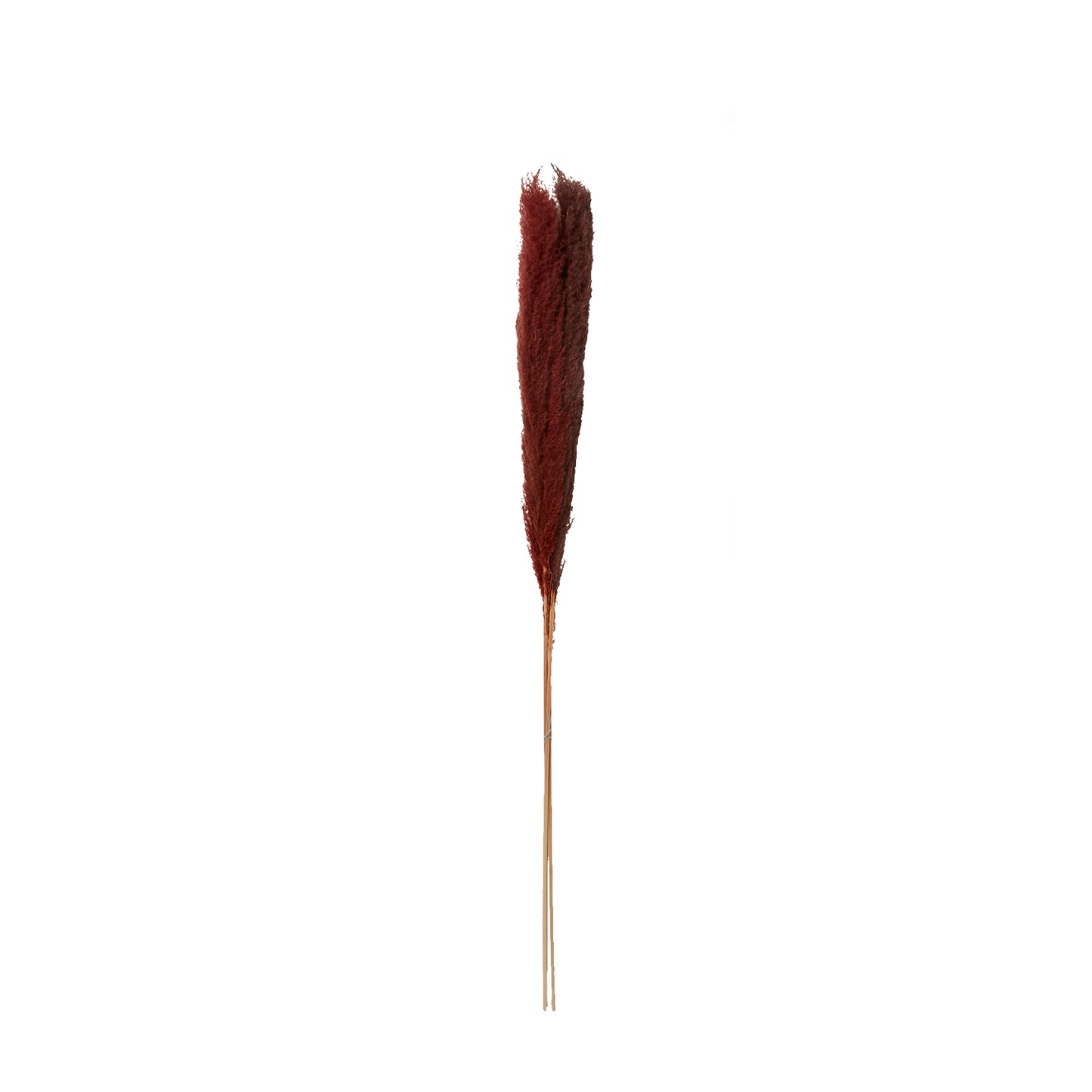 Fluffy Dried Pampas Grass