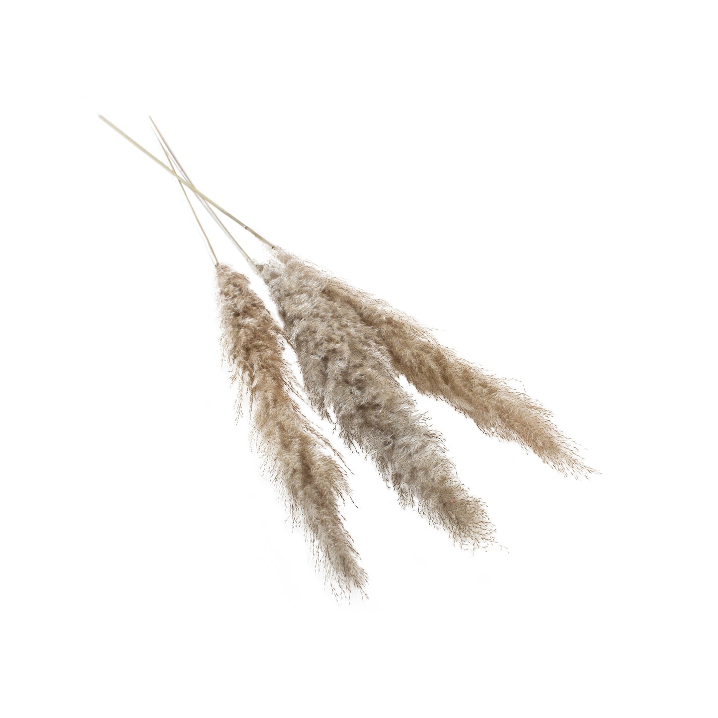 Fluffy Dried Pampas Grass