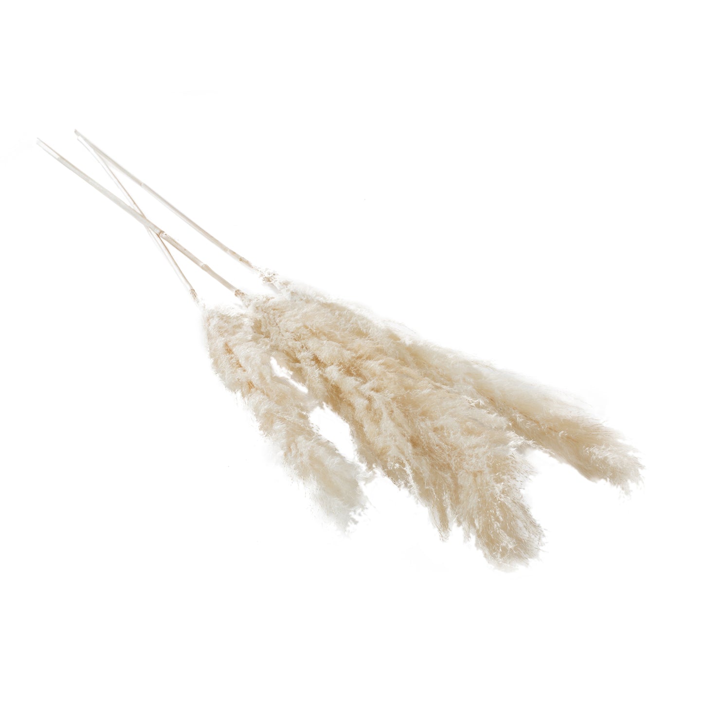 Fluffy Dried Pampas Grass