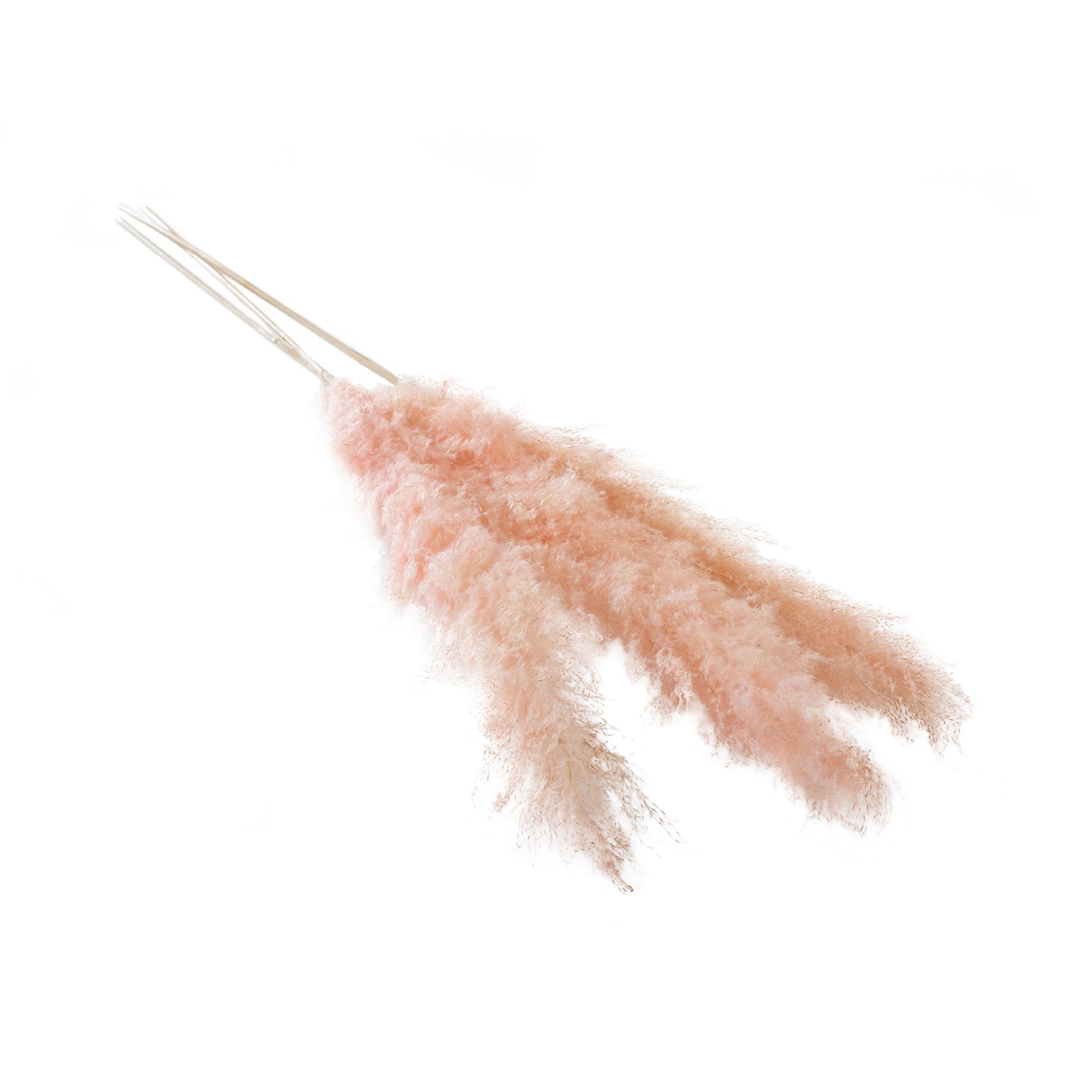 Fluffy Dried Pampas Grass