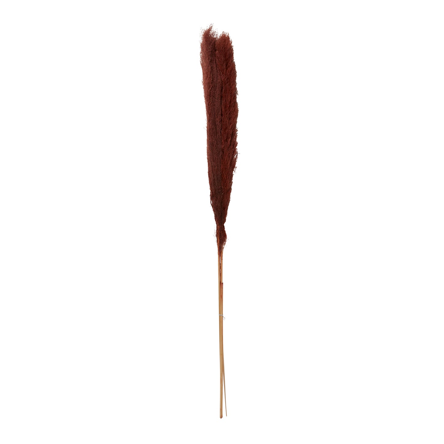 Fluffy Dried Pampas Grass