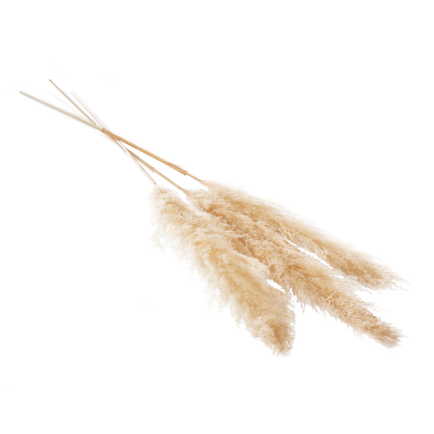 Fluffy Dried Pampas Grass