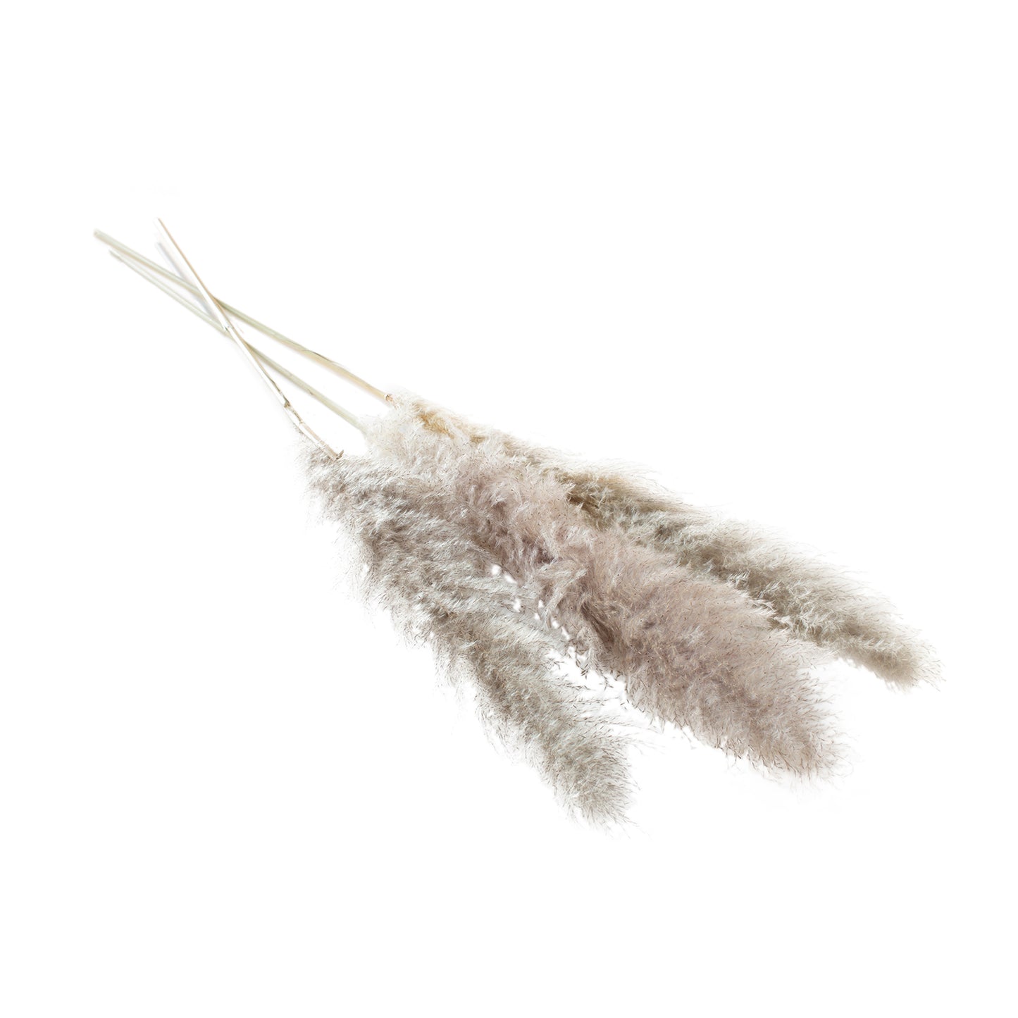 Fluffy Dried Pampas Grass