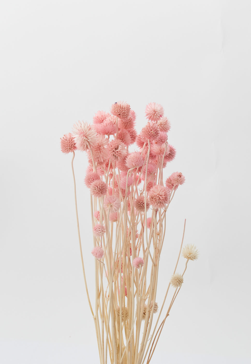 Dried Eryngium