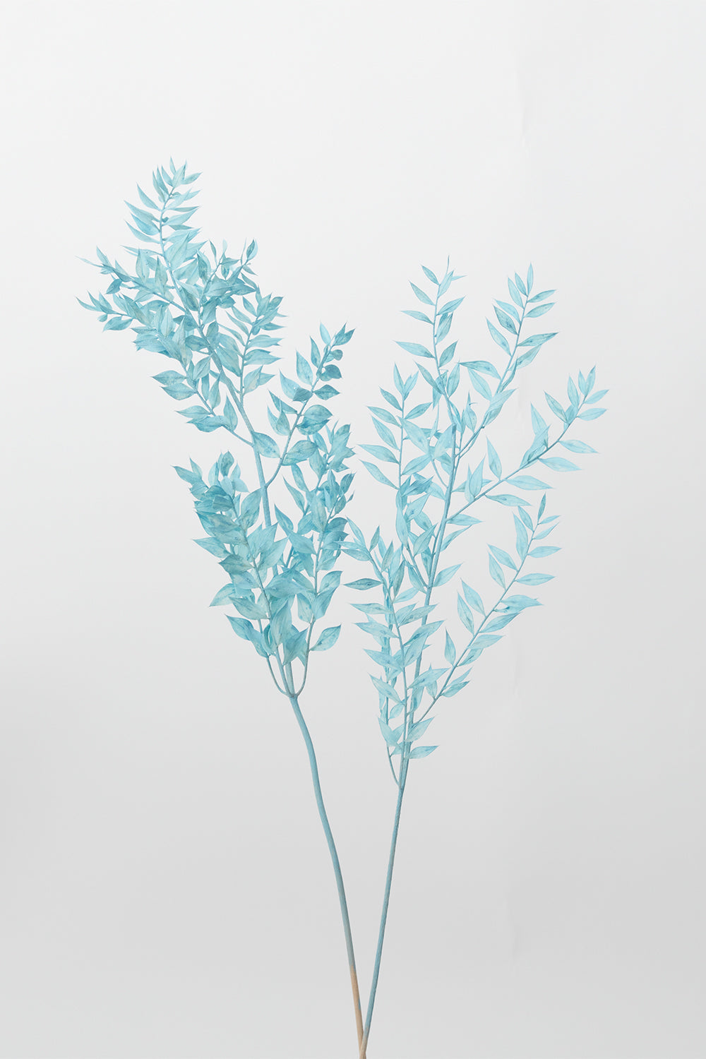 Dried Ruscus
