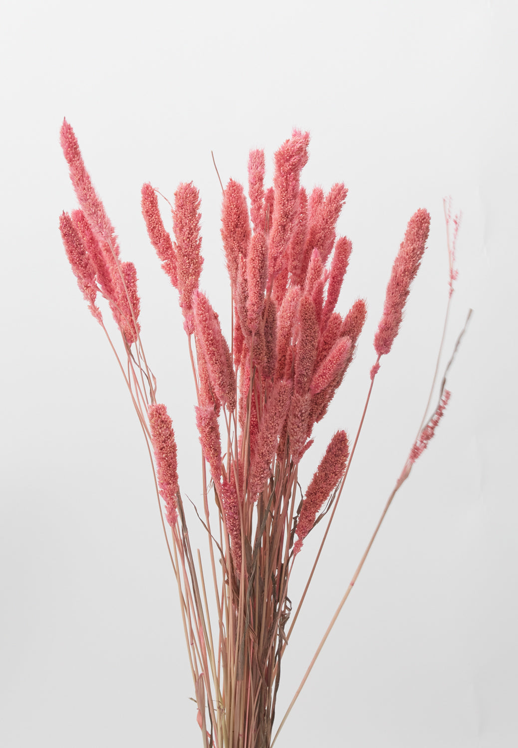 Dried Setaria