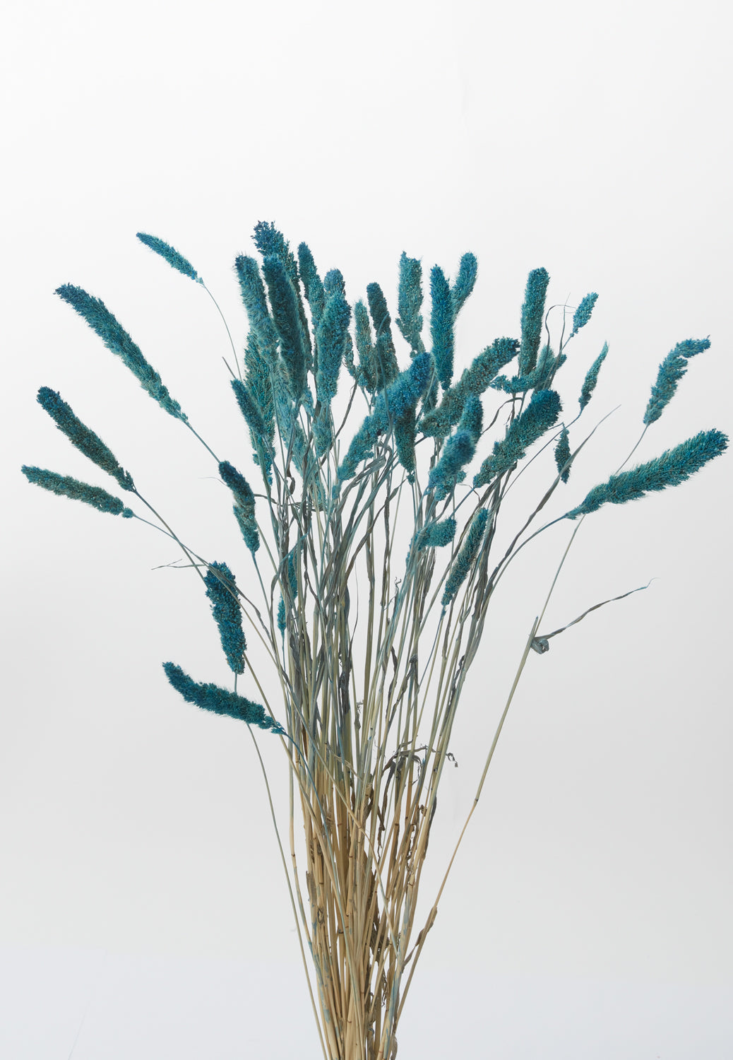 Dried Setaria