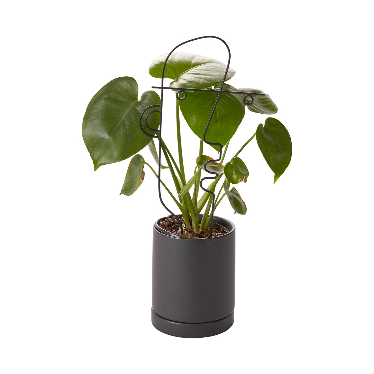 Teddy Plant Stick