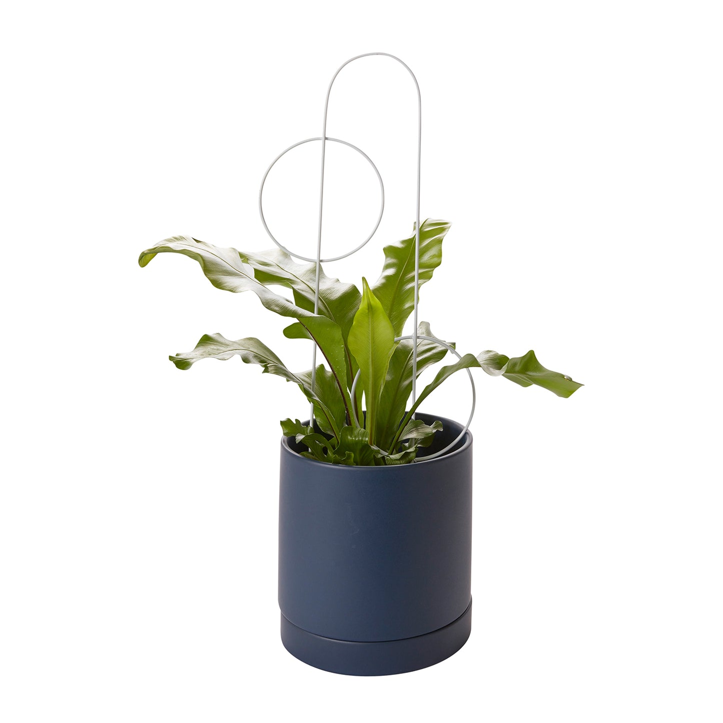Concentric Plant Stick
