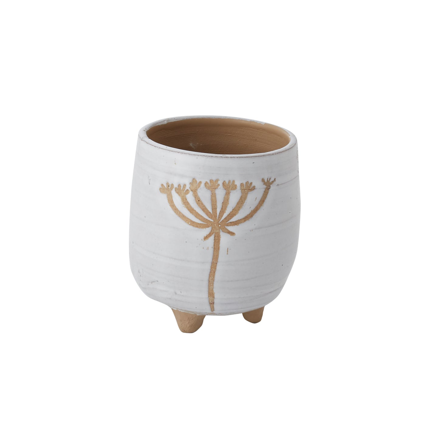 Umbel Collection