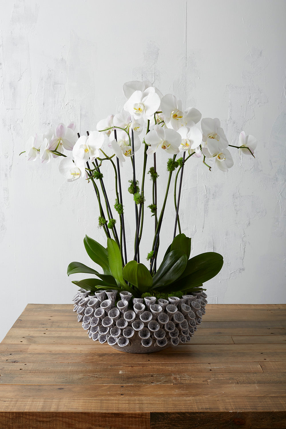 Iris Bowl