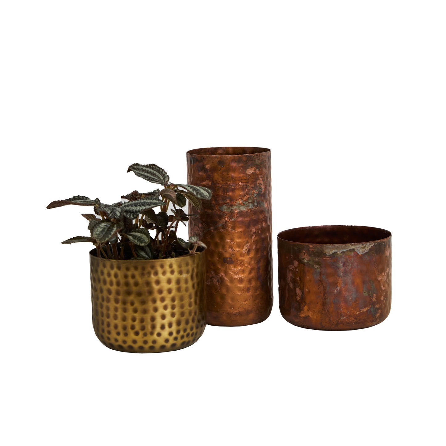 Alchemy Collection
