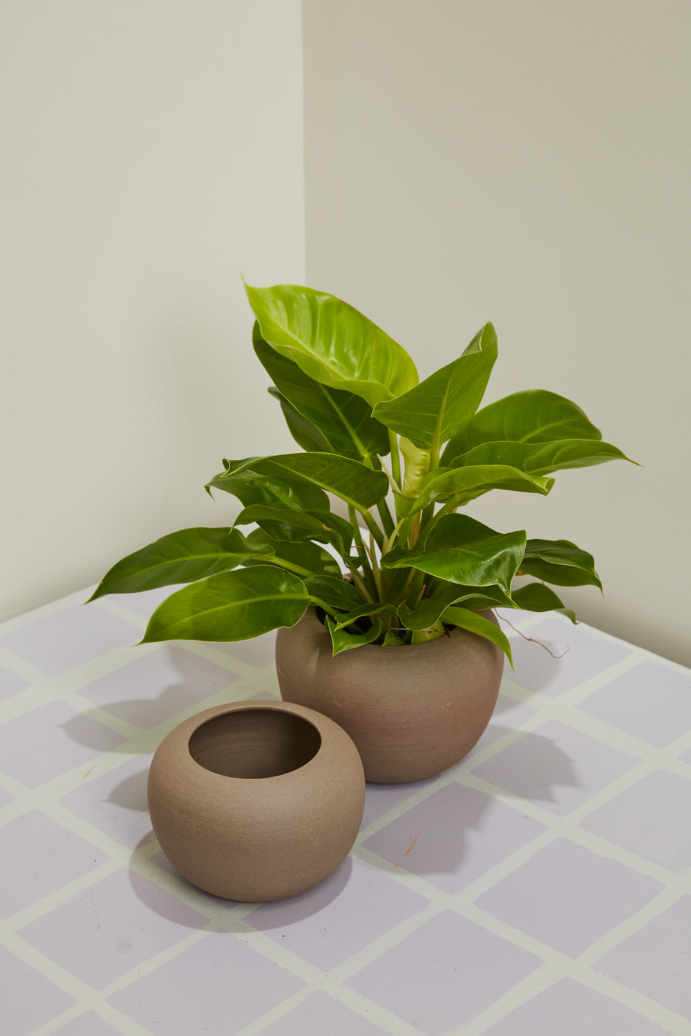 Alexander Pot
