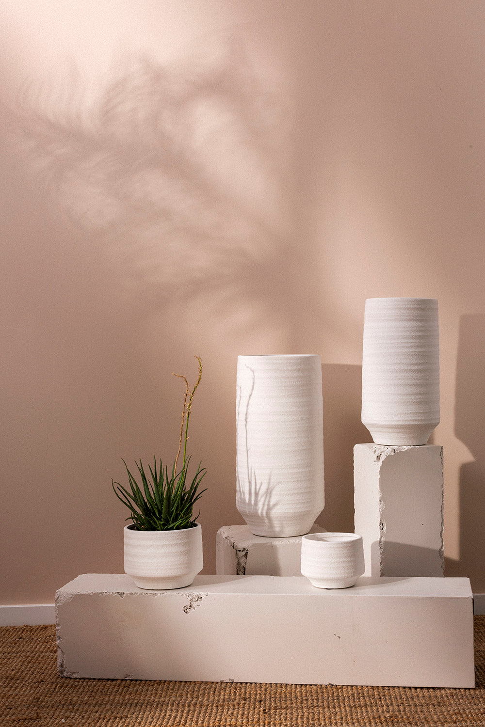 Andrade Collection