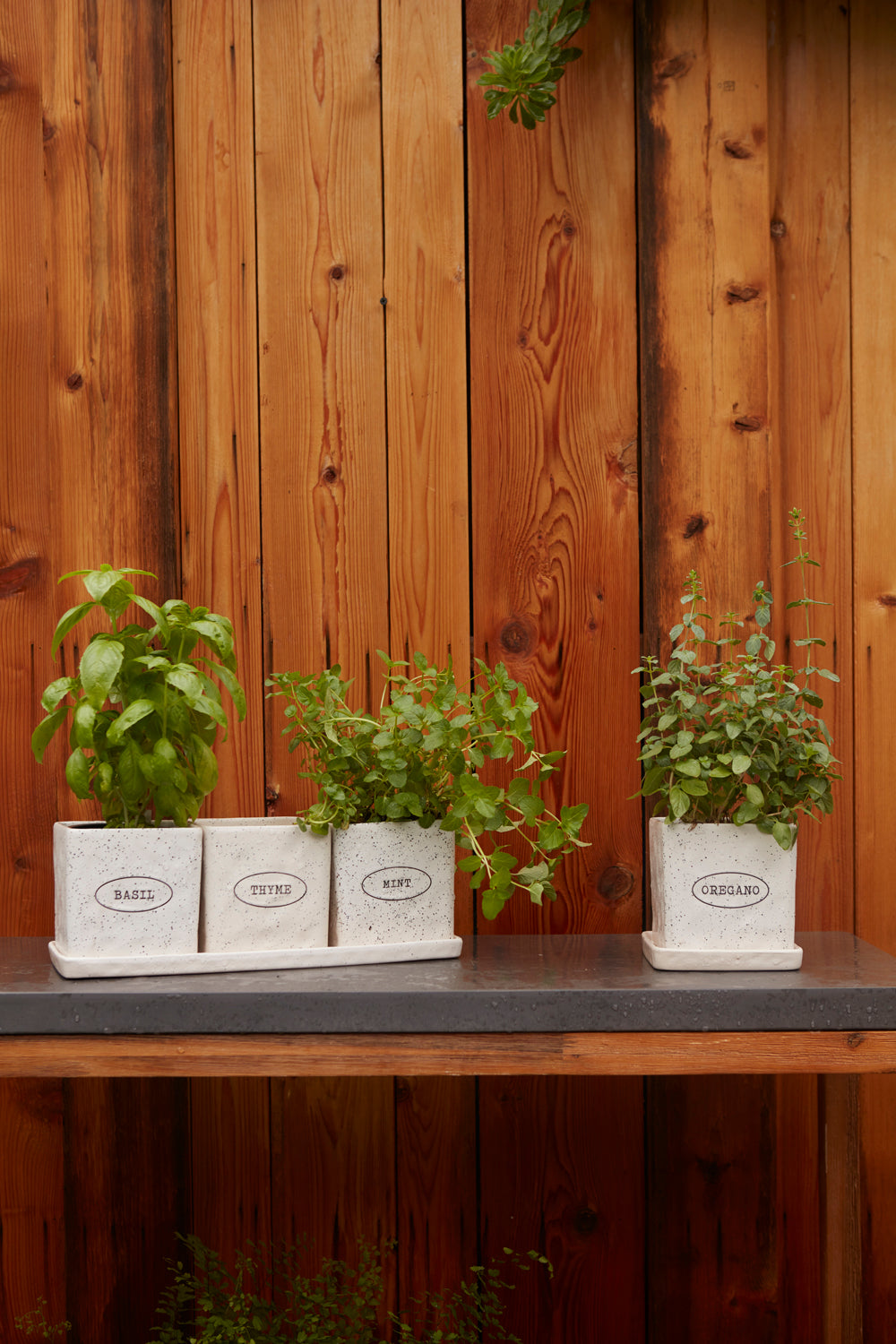 Aroma Collection