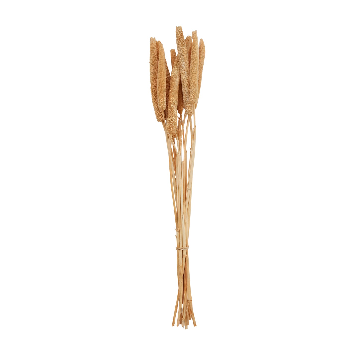 Dried Babala
