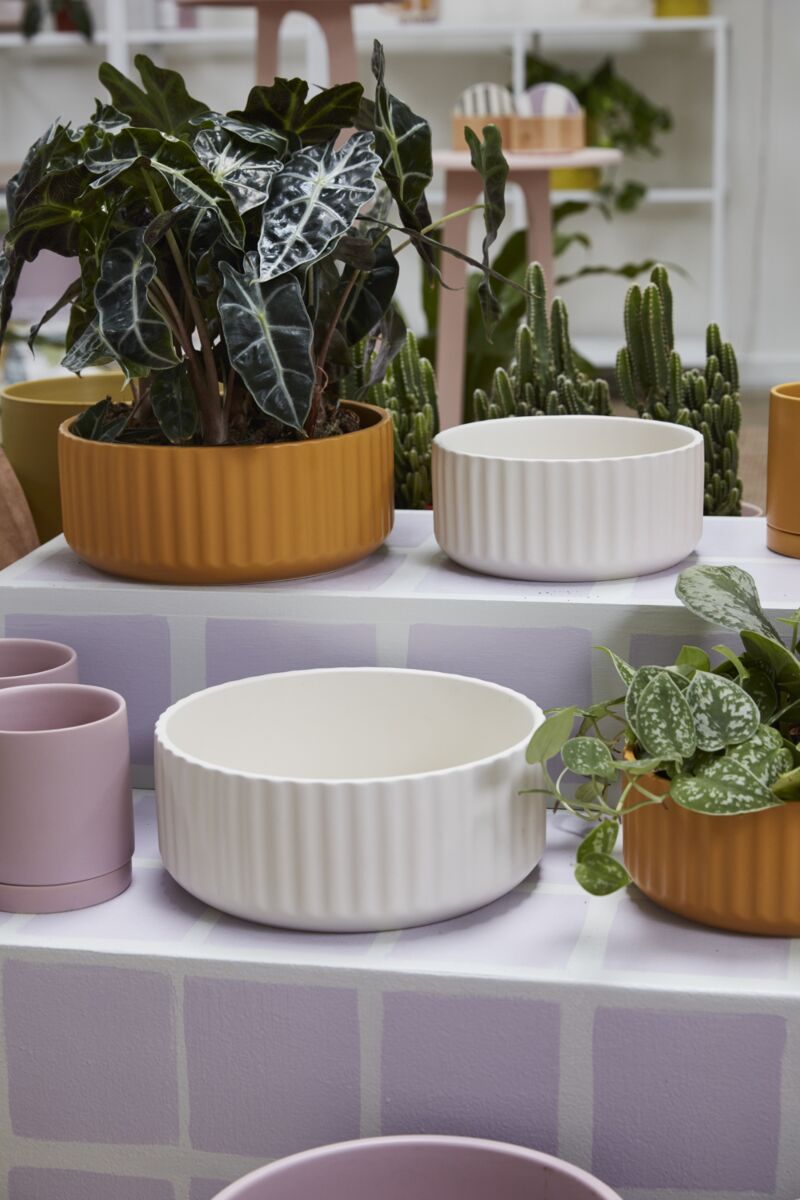 Beam Bowl