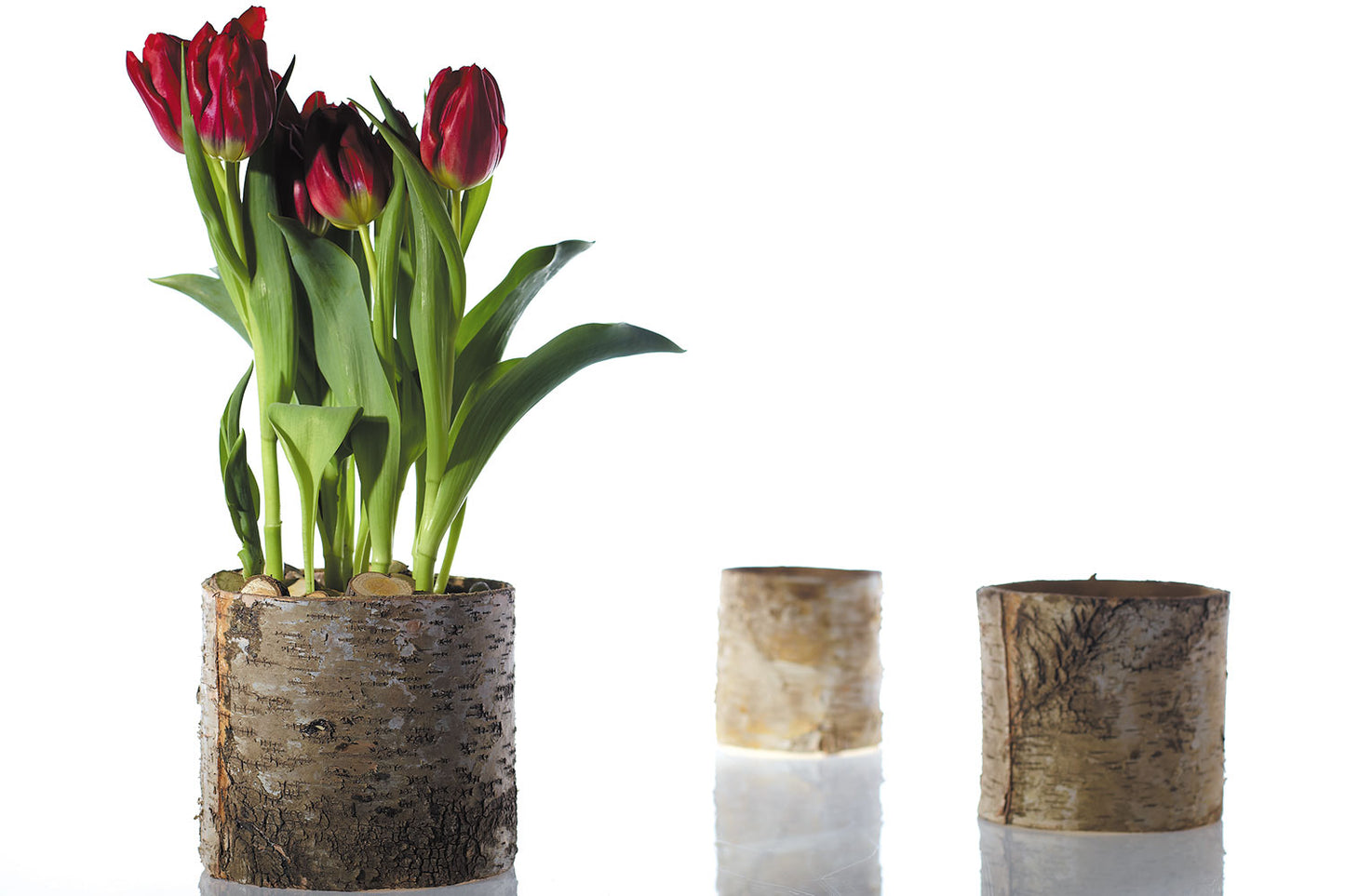 Birch Cylinder