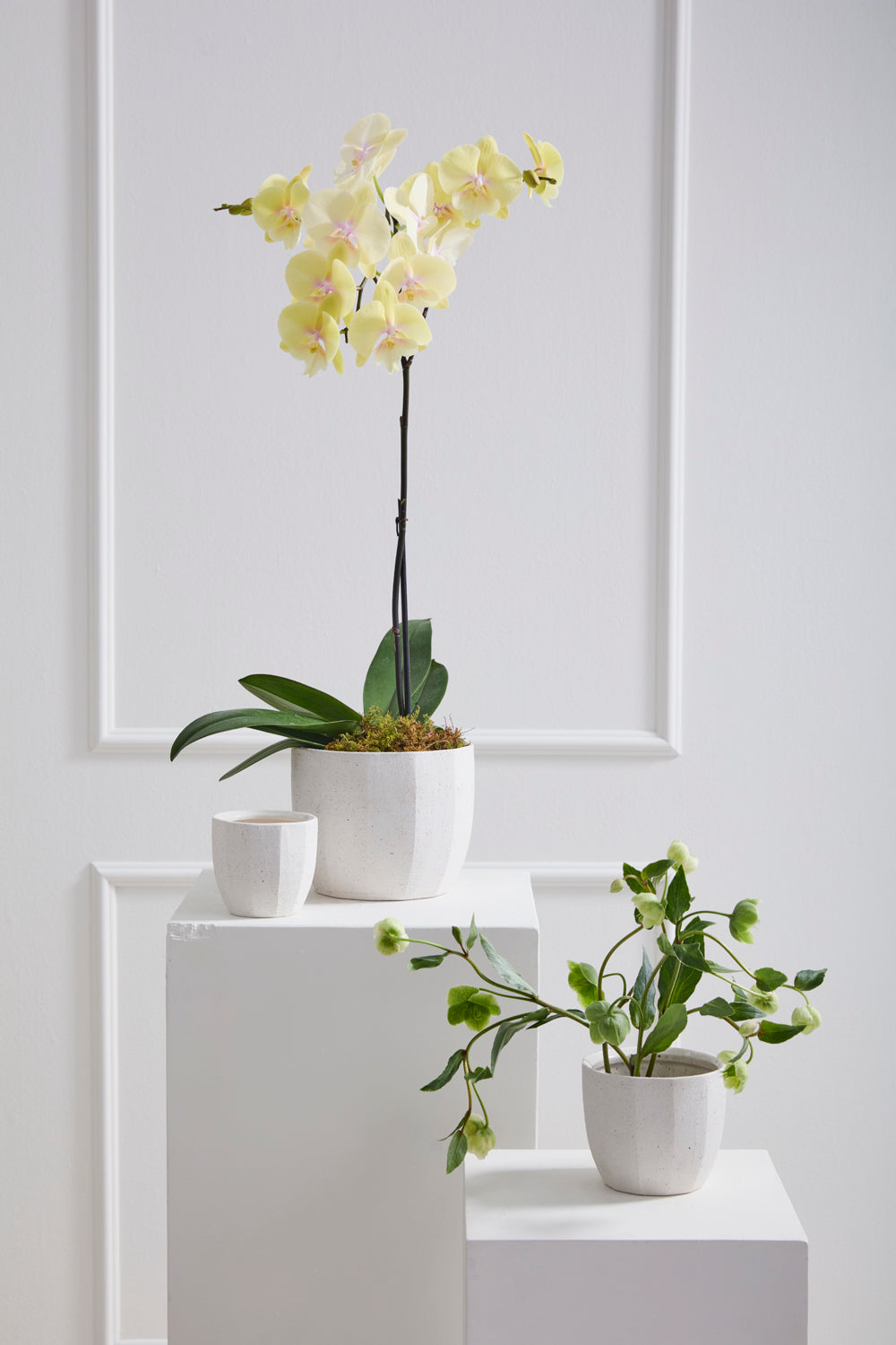 Bona Pot