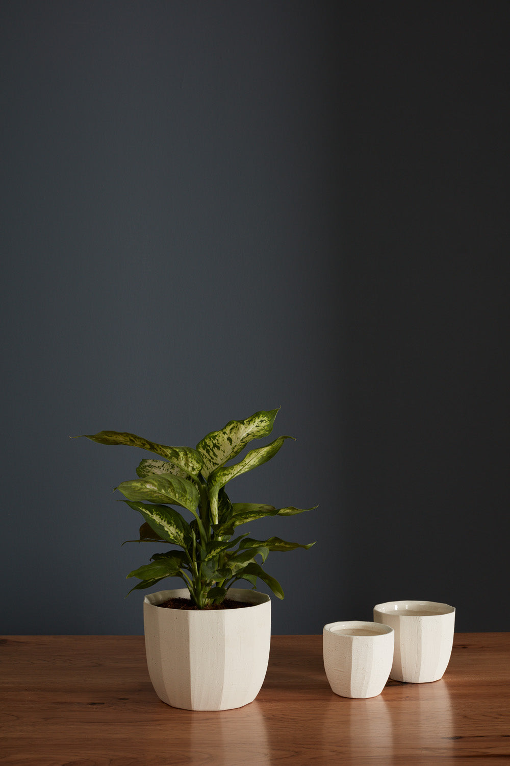 Bona Pot