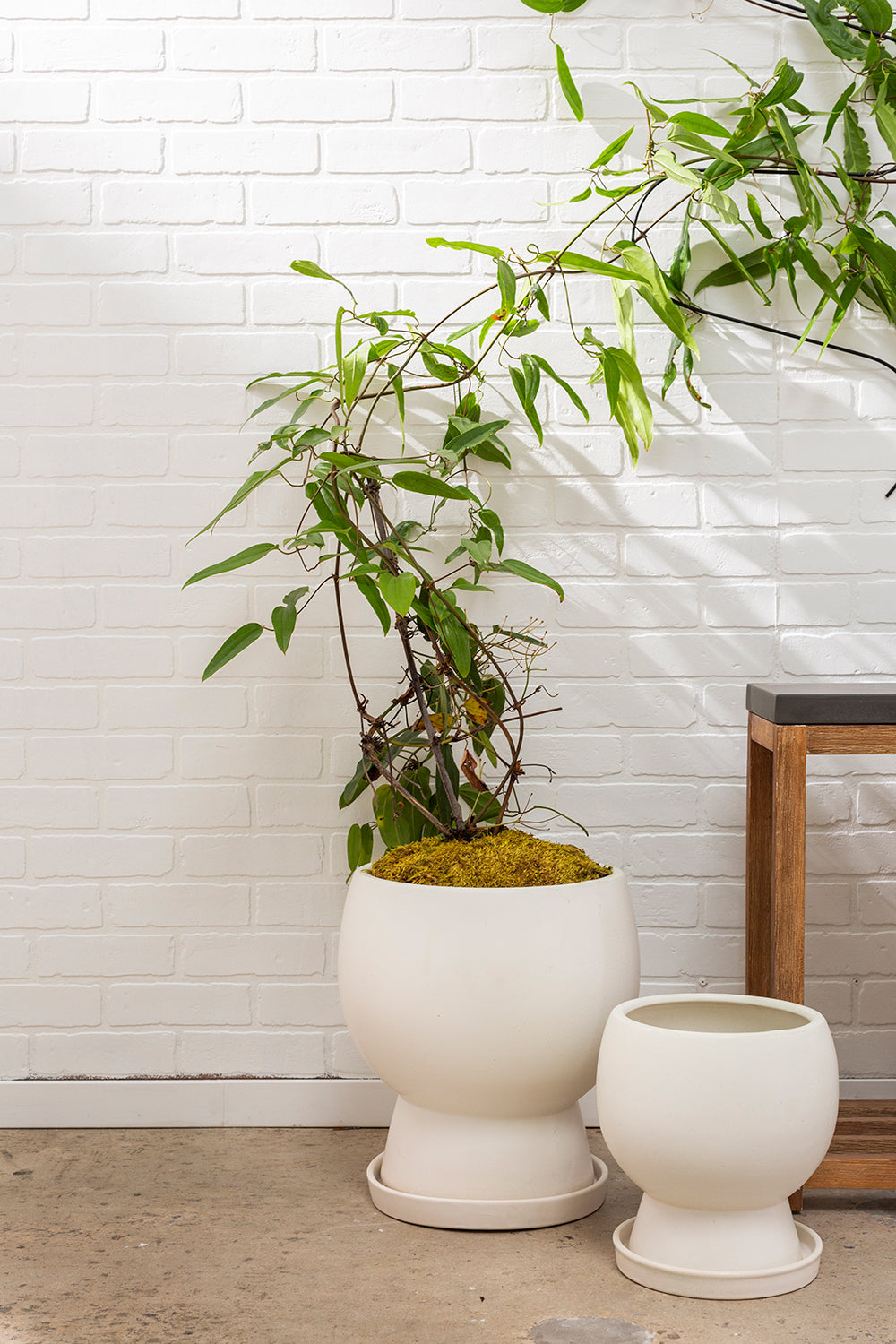 Bosky Pot