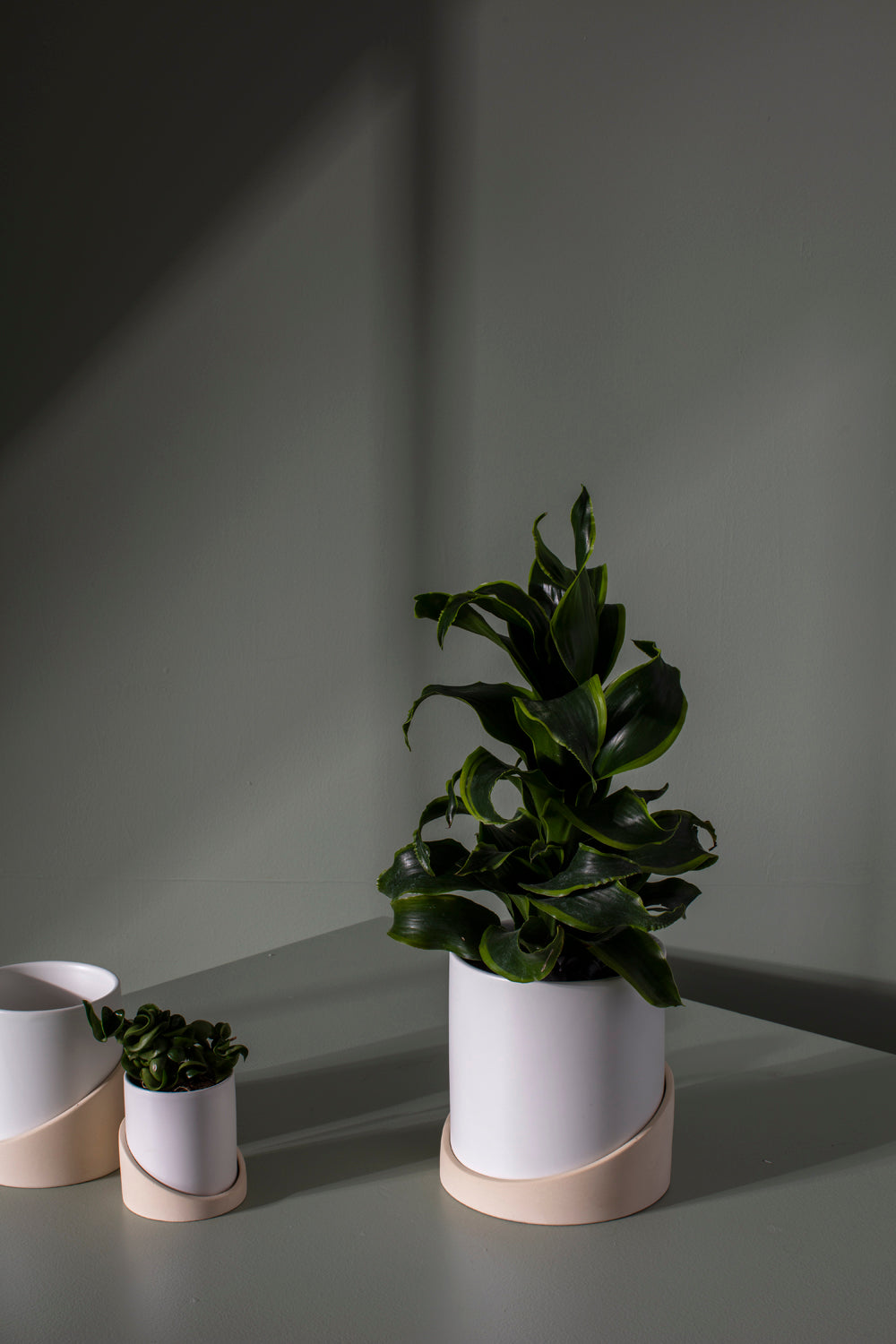 Brisbane Pot