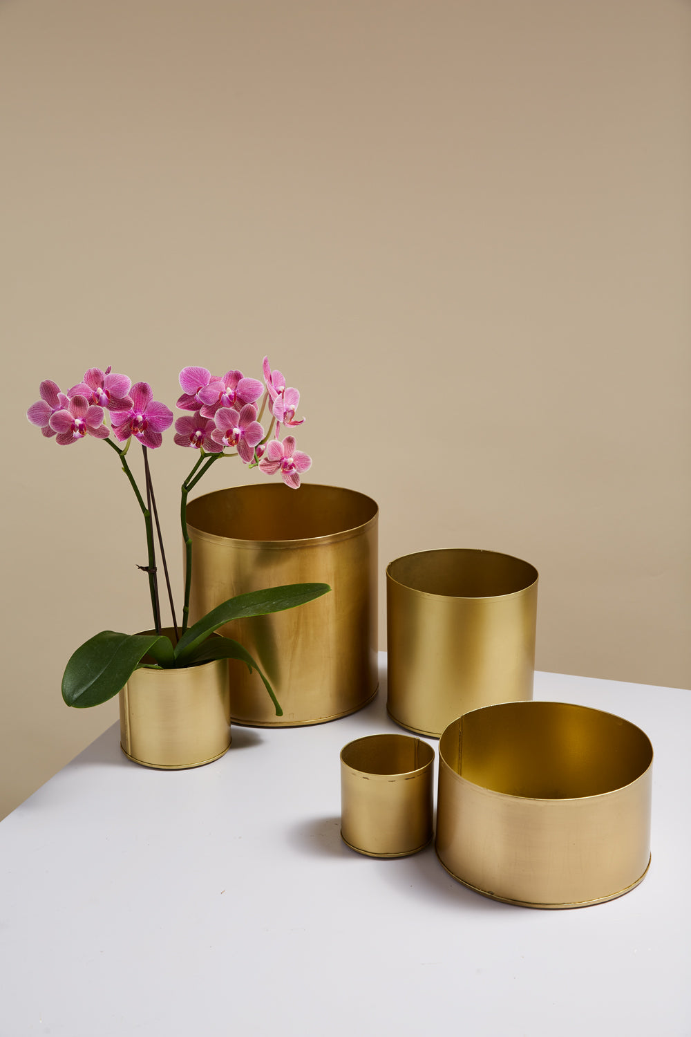 Bryant Collection