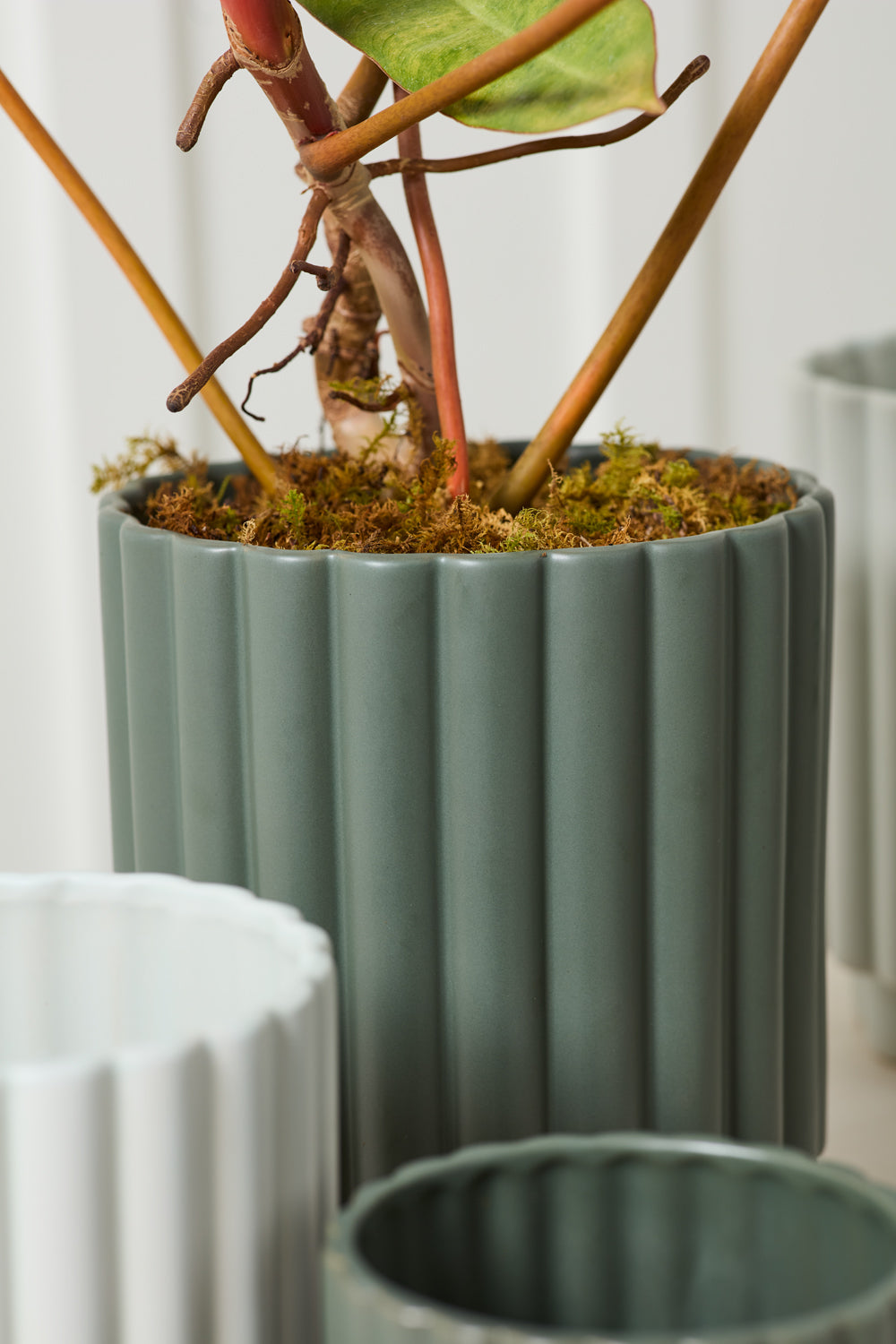 Carmen Pot