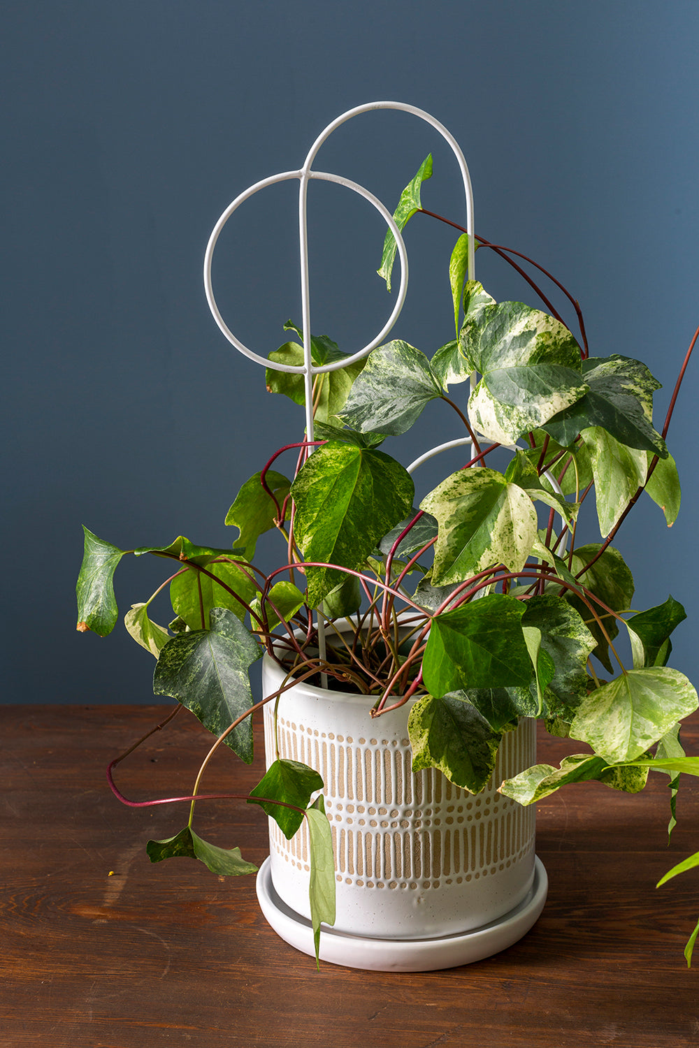 Concentric Plant Stick
