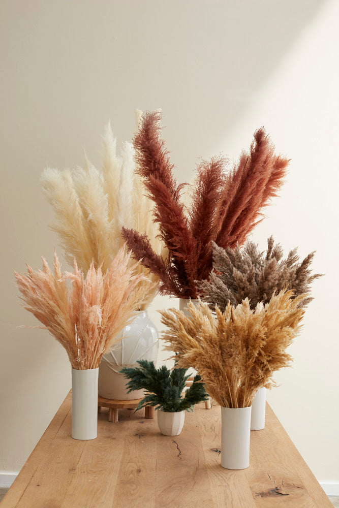 Fluffy Dried Pampas Grass