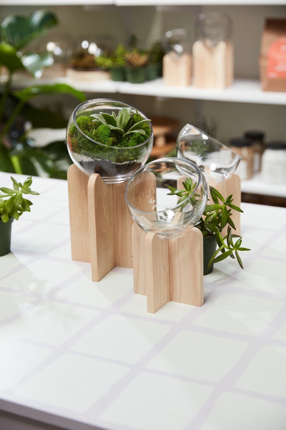 Gazer Terrarium