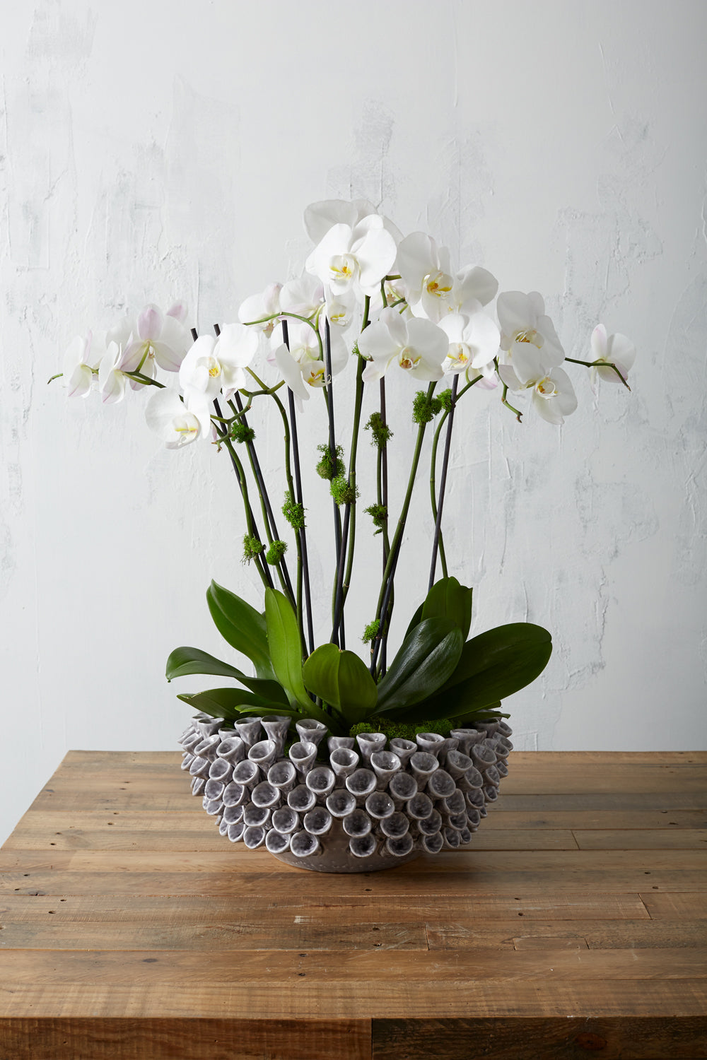 Iris Bowl