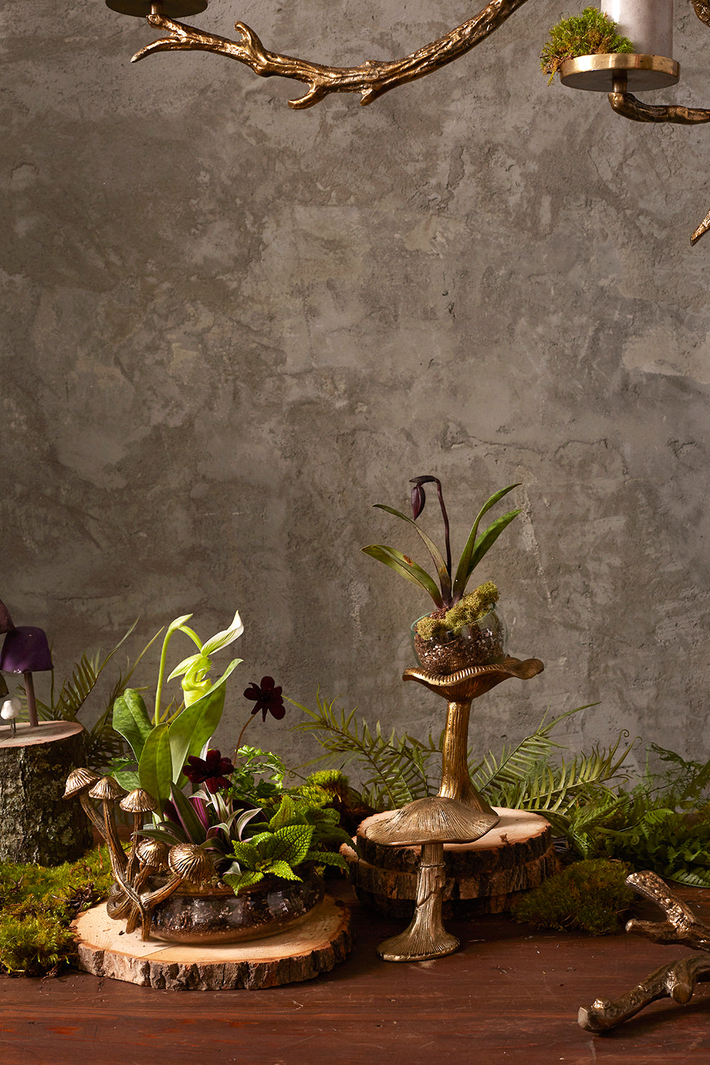 Lichen Collection