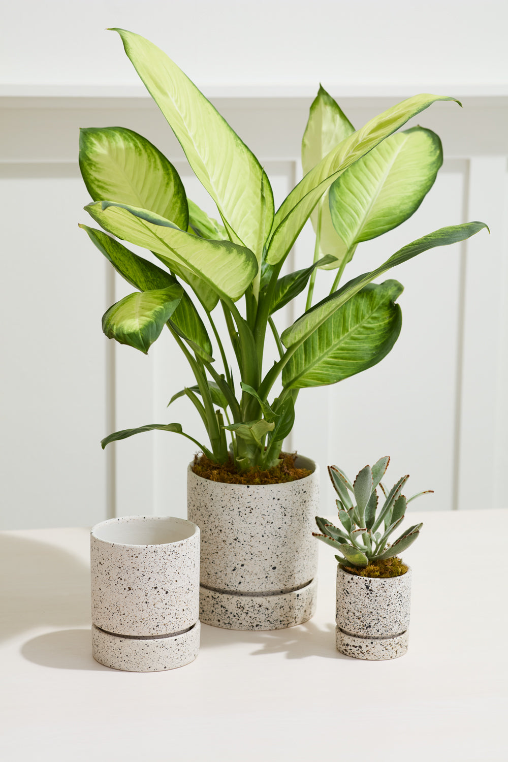 Nisha Pot