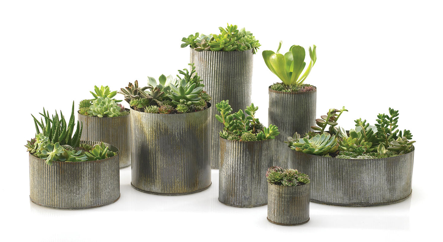Norah Collection